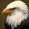 Not in my living room, A-Z - last post by bald eagle 7